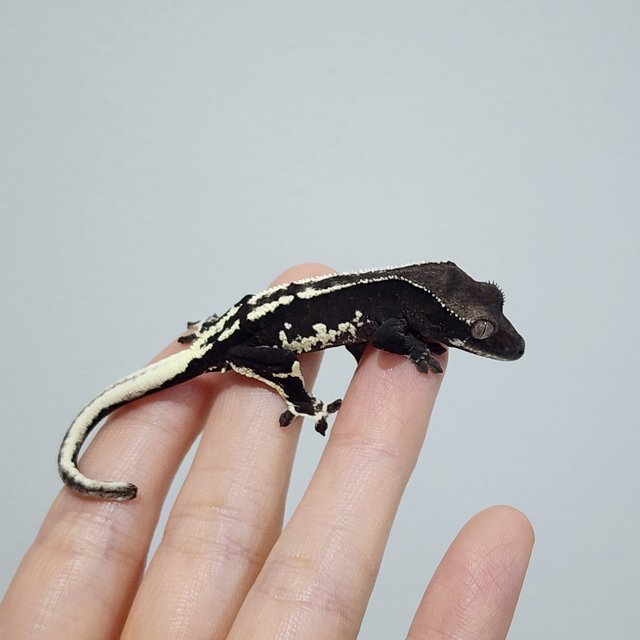 Lilly Axanthic