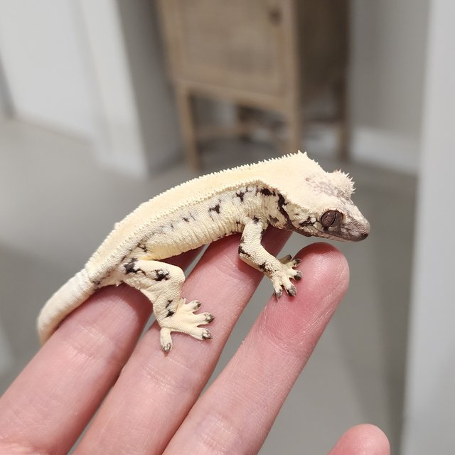 릴리 세이블 솔리드백