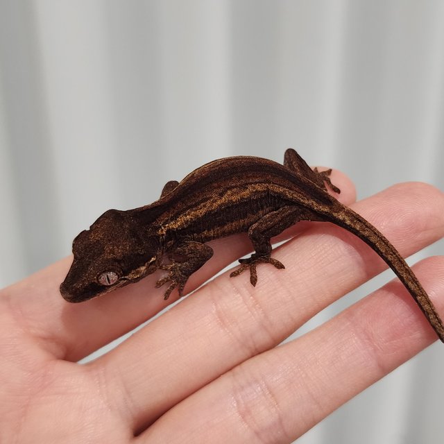 레드 스트라이프