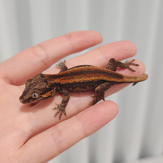 레드 오렌지 스트라이프