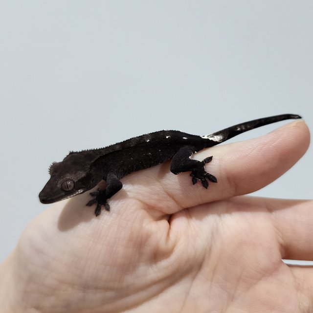 Axanthic