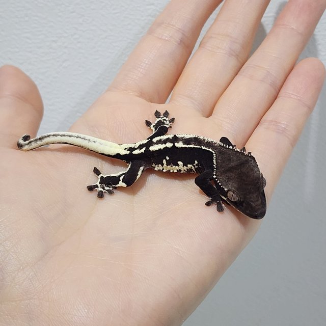 Lilly Axanthic