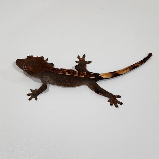 100% Het Axanthic Dark