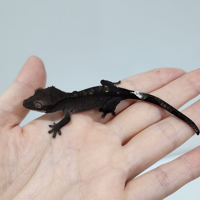 Axanthic