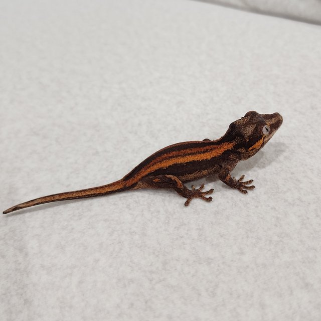 레드 오렌지 스트라이프