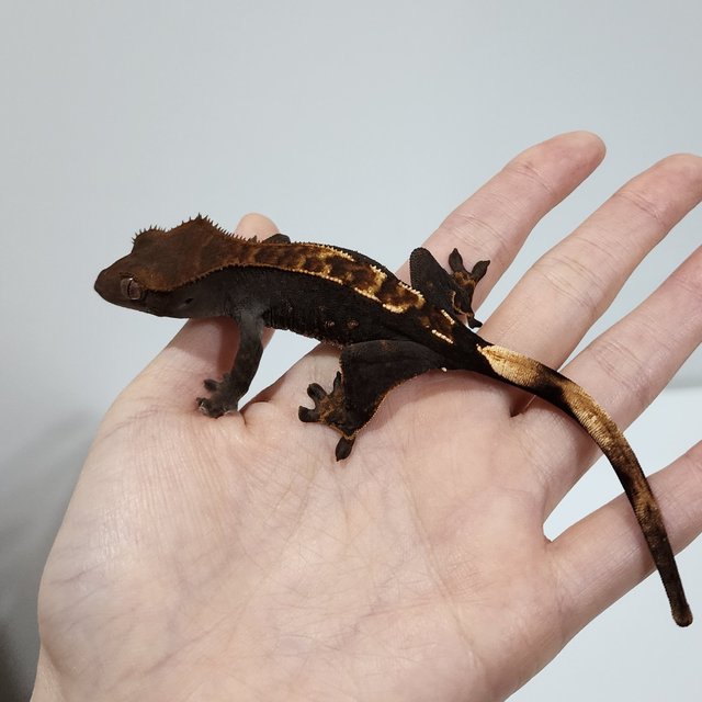 100% Het Axanthic Dark