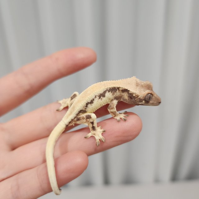 릴리 세이블 솔리드백