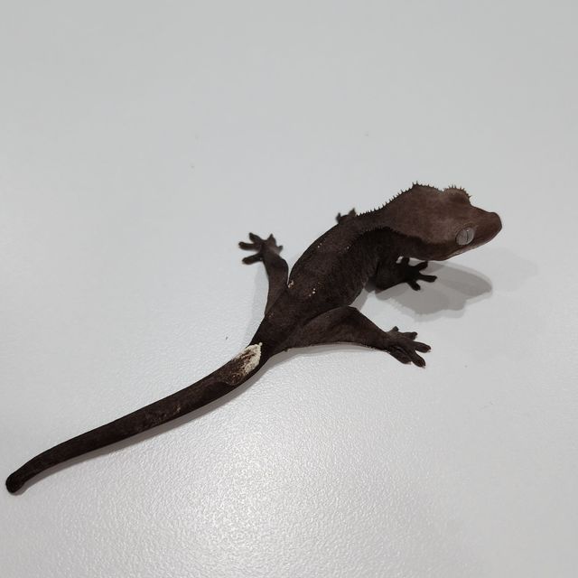아잔틱 알티