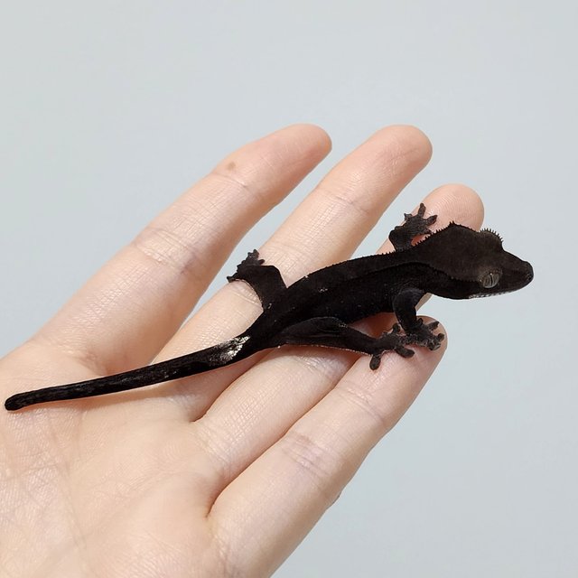Axanthic