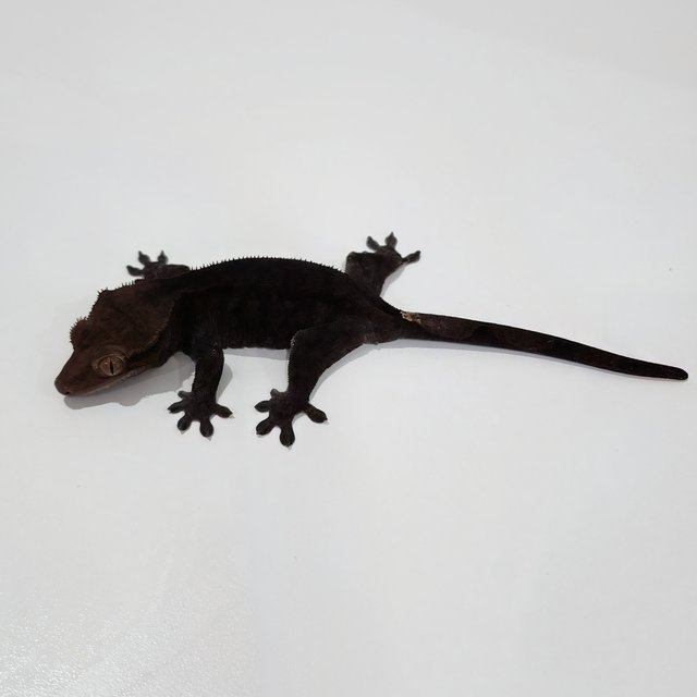 Charcoal Cappuccino