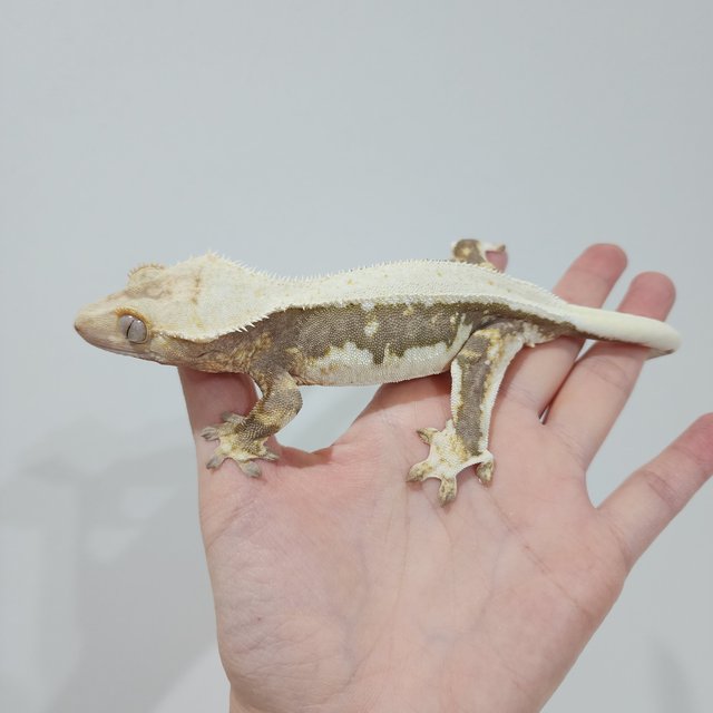 Lilly 100% Het Axanthic