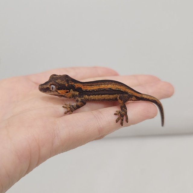 오렌지 스트라이프