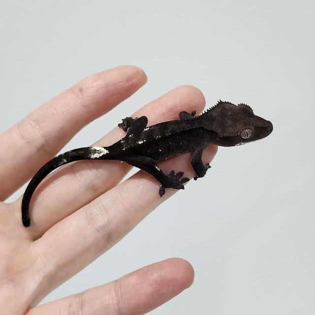 Axanthic