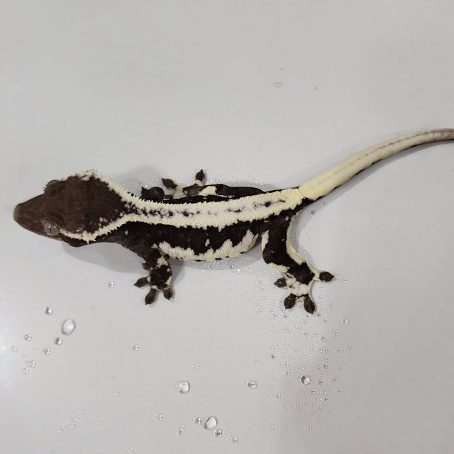 Lilly Axanthic