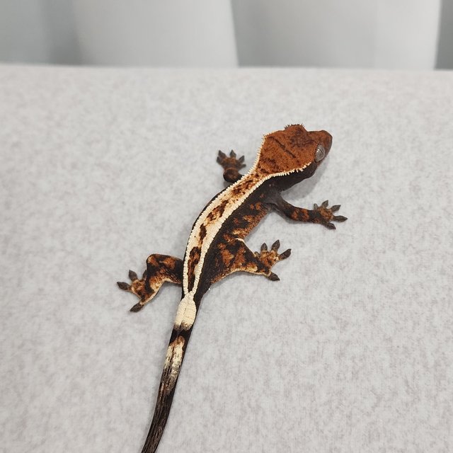 세이블 풀핀 텐저린