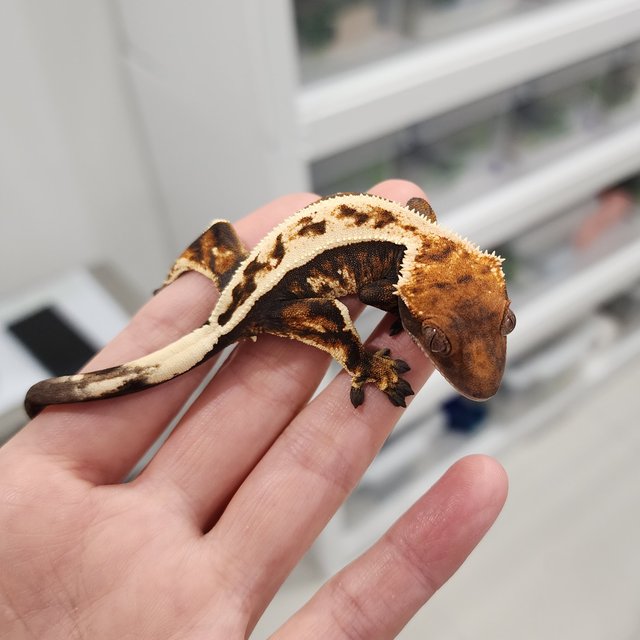 Full Pinstripe Sable