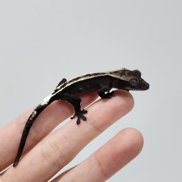 Cappuccino Axanthic