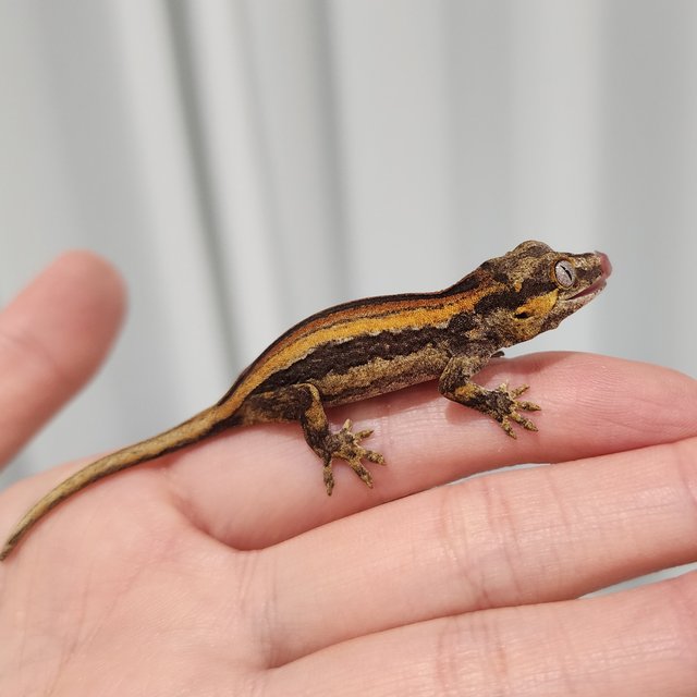 레드 오렌지 스트라이프