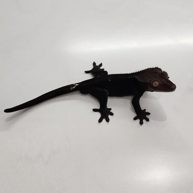 Charcoal Axanthic