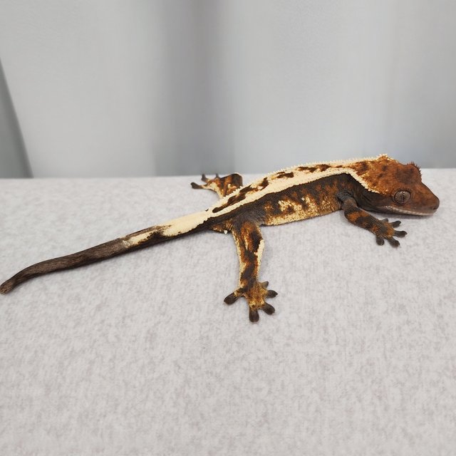 Full Pinstripe Sable