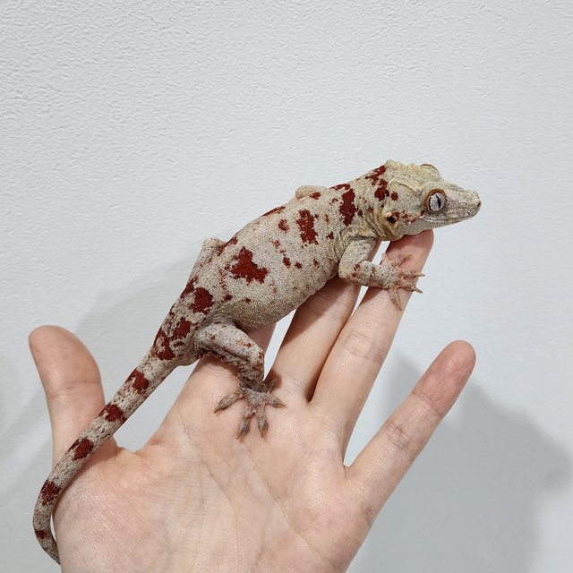 Blotched Red