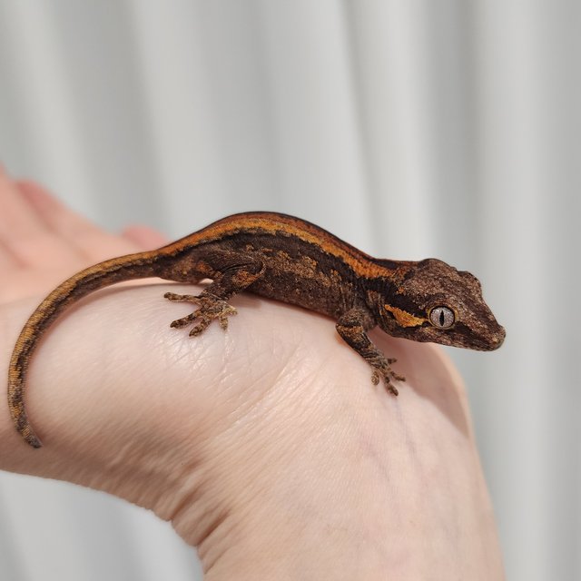 레드 오렌지 스트라이프