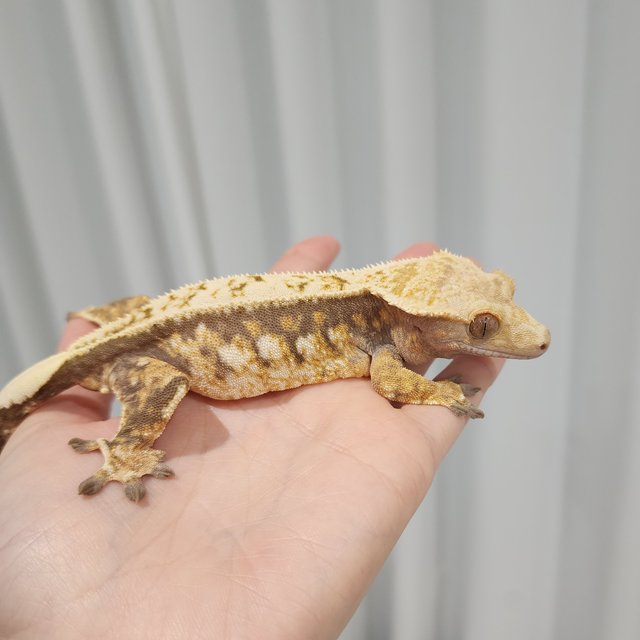 Tri Extreme Harlequin