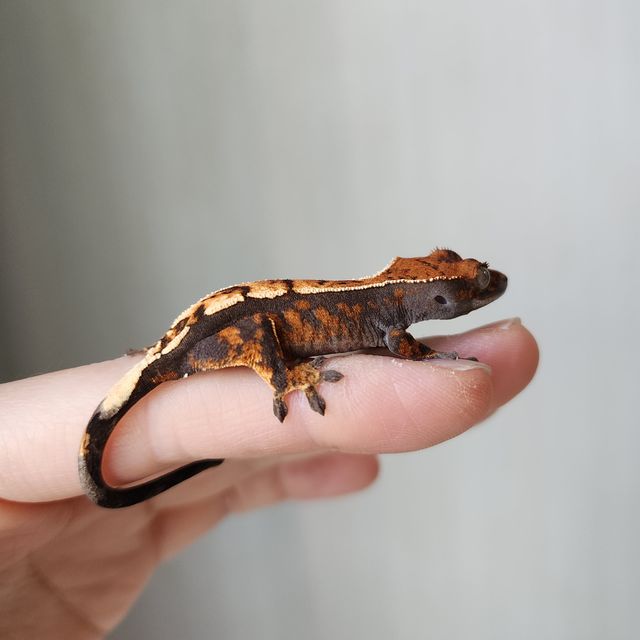 세이블