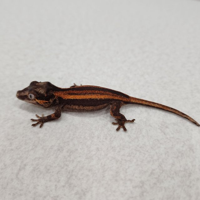 레드 오렌지 스트라이프