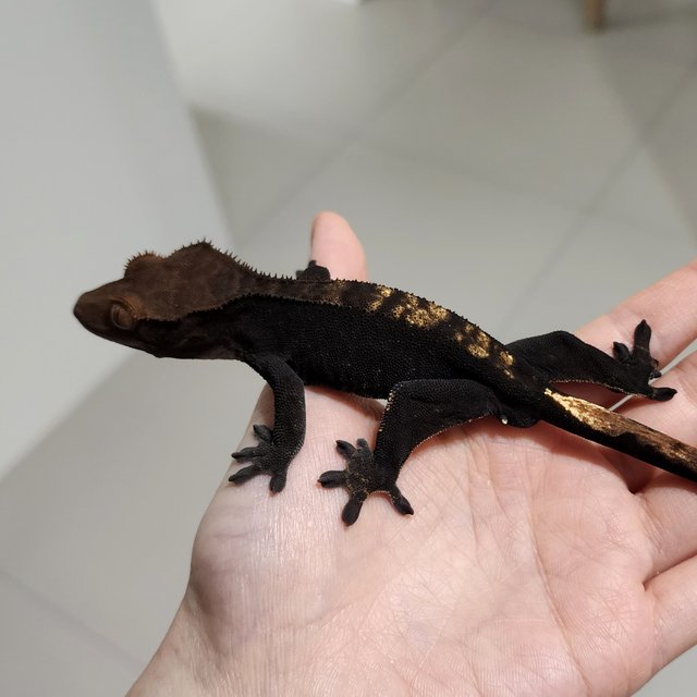 100% Het Axanthic