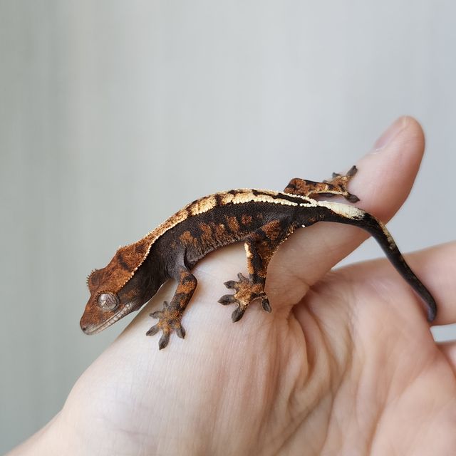 세이블