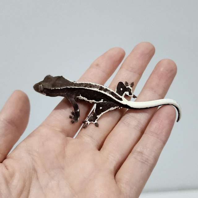 Lilly Axanthic