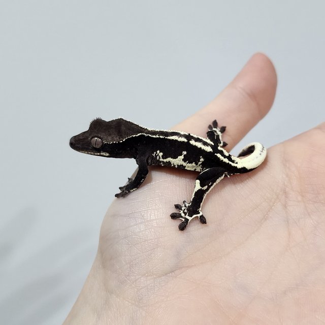 Lilly Axanthic