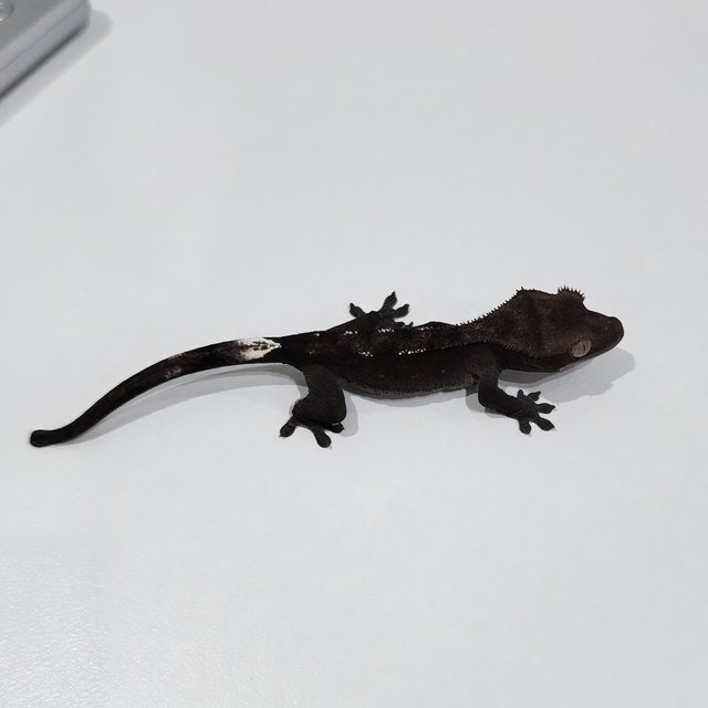 Axanthic