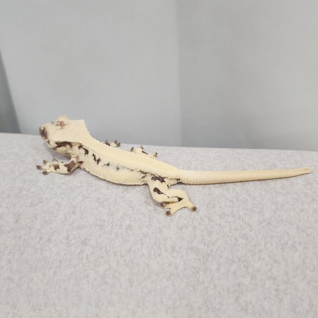 릴리 세이블 솔리드백