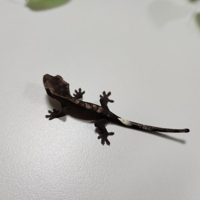 아잔틱 알티