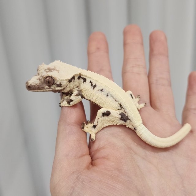 릴리 세이블 솔리드백