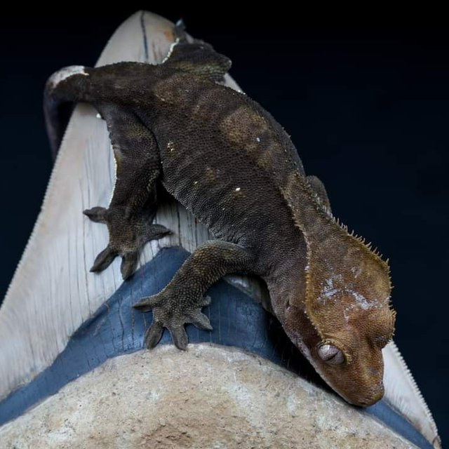 100% Het Axanthic Charcoal