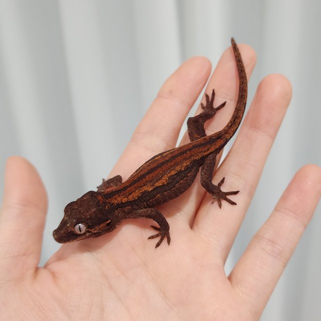 레드 스트라이프