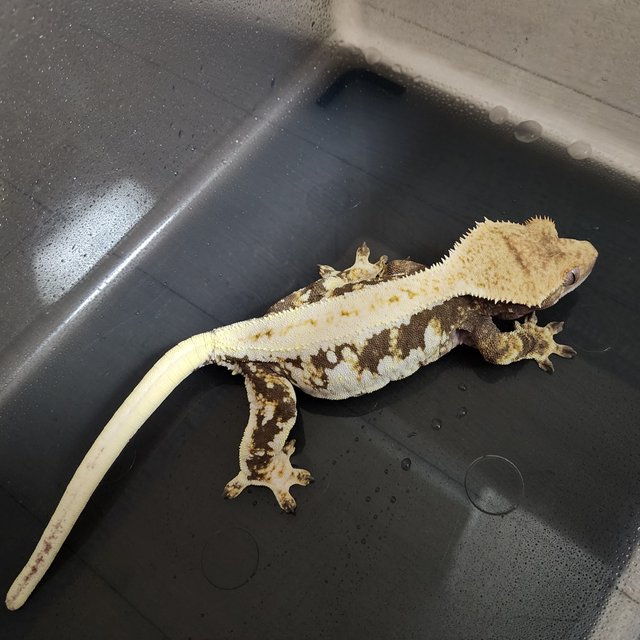 Lilly 100% Het Axanthic