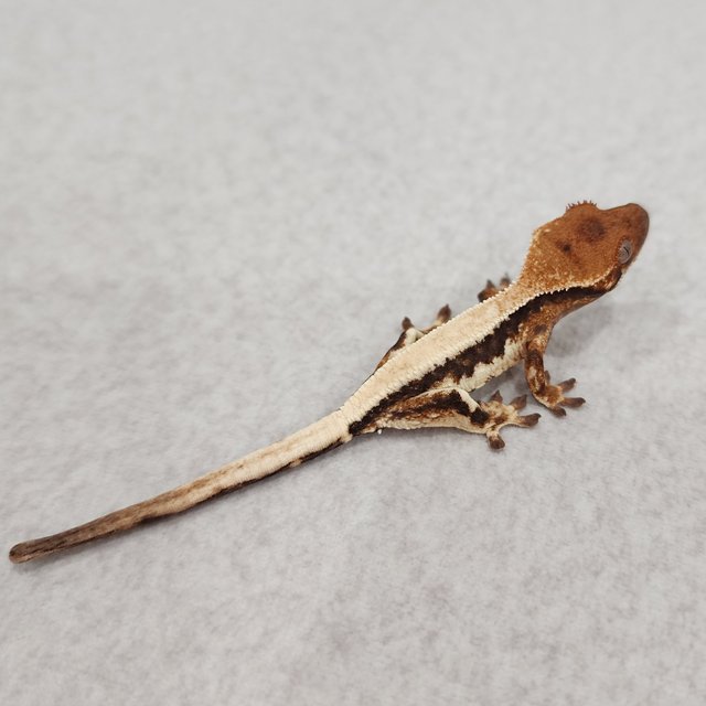 릴리 세이블 100%헷아잔틱 솔리드백