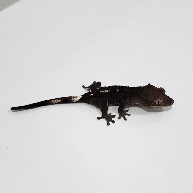 Axanthic