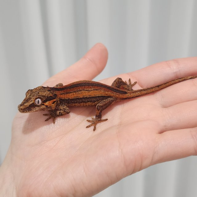 레드 오렌지 스트라이프