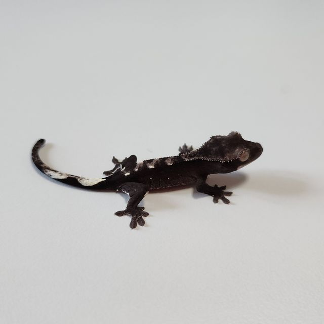 아잔틱 알티