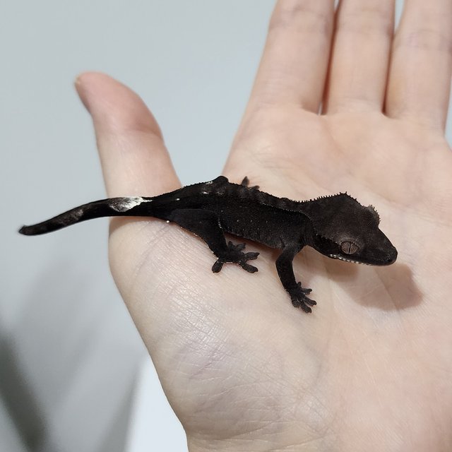 Axanthic