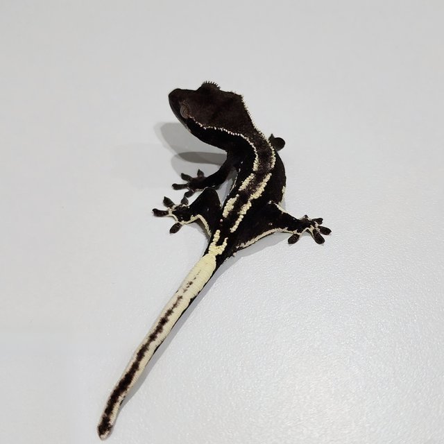 Lilly Axanthic
