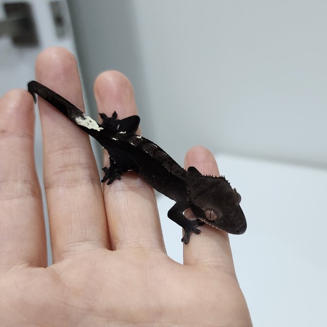 Axanthic