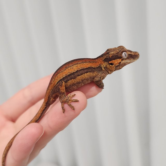 레드 오렌지 스트라이프