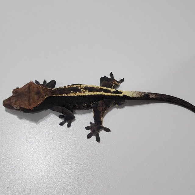 Cappuccino 100% Het Axanthic