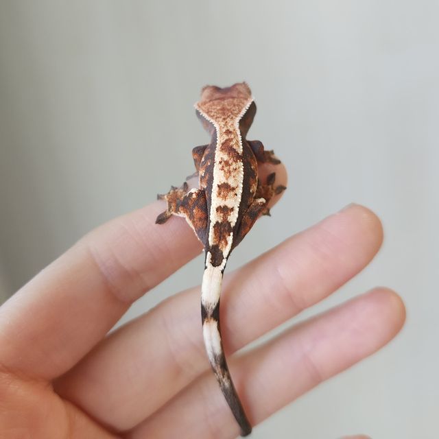 세이블